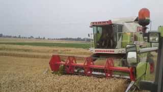 Claas Dominator 108SL HD [upl. by Gradey507]