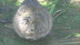 Rata de agua Arvicola sapidus Southern Water Vole [upl. by Cooke320]