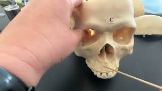 Skull Facial Bones and Fetal Skull Structures [upl. by Emeline]