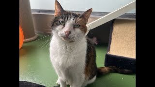 RSPCA Rehoming  Daphne the cat [upl. by Mariana44]