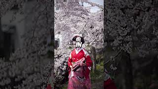 Pink Paradise in Japan Witness the Magic of Hanami [upl. by Adnovay]