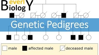 Genetic Pedigrees updated [upl. by Cusack]