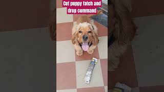 How to teach your puppy fatch and drop Commandbestguarddog labrador guarddog yourdog funny cut [upl. by Ellesor]