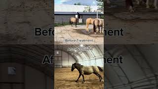 Flint Before and After Treatment for Anaplasmosis and Lyme Disease horse anaplasmosis lyme [upl. by Fabe]