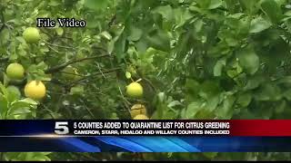 5 Valley Counties Added to Quarantine List for Citrus Greening [upl. by Everard]