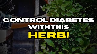 The 1 Best Herb For Diabetes And Here’s How To Use IT [upl. by Lirba]