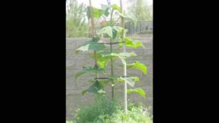 Watch a Royal Paulownia Grow  Super fast growth [upl. by Natasha539]