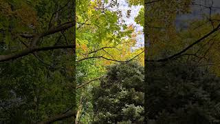 Oak Trees Turning Orange in Autumn oaktree fallcolors torontoparks [upl. by Ewan169]