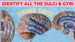 Cerebral Cortex  Sulci amp Gyri  Neuroanatomy spotting [upl. by Liag384]