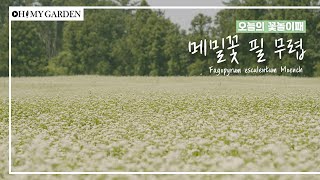 꽃놀이패 EP35메밀꽃메밀꽃 필 무렵 Fagopyrum esculentum Moench [upl. by Page]