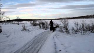 Internship at Kiruna Sleddog Tours [upl. by Arahsit885]