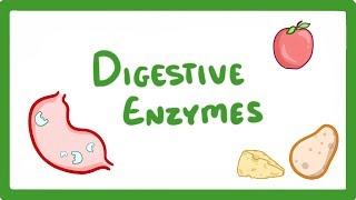 GCSE Biology  Digestive Enzymes 17 [upl. by Sudoeht]