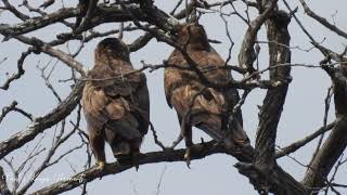 Wahlbergs Eagle Breeding Pair [upl. by Terzas]