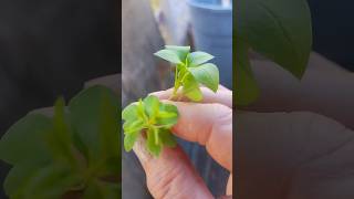 Chickweed verse Petty Spurge short version [upl. by Leuqram]