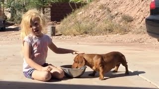 34 Cute and Funny Dachshund Videos Instagram  Adorable Sausage Dogs Videos Try Not To Laugh [upl. by Jann]