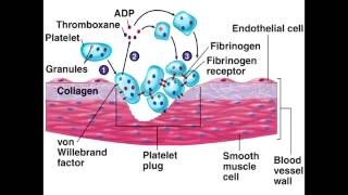 Platelet Plug Formation  Injury Adhesion Activation amp Aggregation [upl. by Filahk]