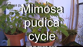 Mimosa pudica TagNacht Zyklus Mimosa day night cycle time lapse [upl. by Assilim501]