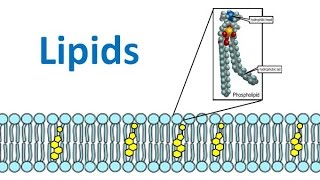 Lipids amp Fatty Acids regular biology updated [upl. by Annaxor]