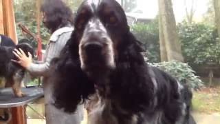 English Cocker Spaniel Daimler amp Benz Grooming Part 2 [upl. by Ardnaek]