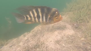 Rare Cichlids Underwater Video Filmed In The Wild In South Florida [upl. by Honeyman]