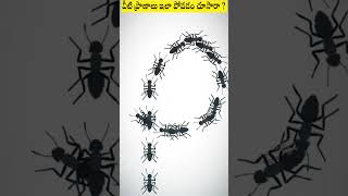 ఎలుకలు చీమలు ఇలా వింతగా చేయడం చూసారా  why ants and rats are creating danger circles  shorts [upl. by Nyliac758]