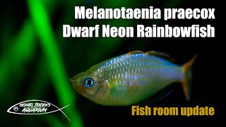 Melanotaenia praecox  The dwarf neon rainbowfish [upl. by Imas]