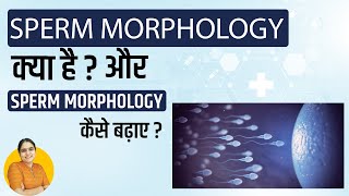 Sperm Morphology क्या होता है Normal Range Improvement Treatment  स्पर्म Morphology कैसे बढ़ाए [upl. by Aihsram]