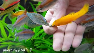 Hand feeding  congo tetra [upl. by Nommad]