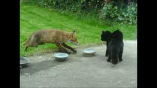 Cat vs fox  an cat i gcoinne an tsionnaigh Katze gegen Fuchs  Chat contre Renard [upl. by Aihtnis]