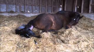 Mare giving birth to all Black stud colt [upl. by Lawlor]