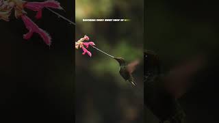 Watch a hummingbird gracefully hovers in mid air sipping nectar from a flower in stunning slowMo [upl. by Enaelem]