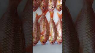 Fresh Red Snapper Fish  Fishing video fishcuting fish seafood [upl. by Giulio529]