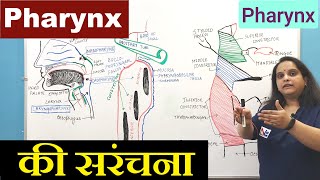 Pharynx Anatomy in Hindi  Nasopharynx Oropharynx amp Laryngopharynx  GI Tract  Digestive system [upl. by Sirraf]