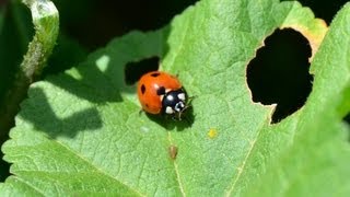 מושית השבע טורפת כנימה  Coccinella septempunctata eating Aphidoid [upl. by Mok]