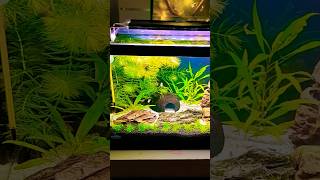 Las Peceras De scapeh2o scapeh2o fish aquarium aquariumaquascape fishtank aquariumfish [upl. by Sedicla]