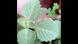 Ajwain plant ke fayde hi fayde🪴 Sakhi Garden🪴 like share subscribe🪴🙏🏻 [upl. by Adebayo675]