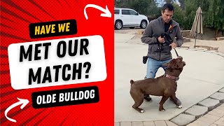 Has Prince met his matchDominant Bulldog [upl. by Ninehc]