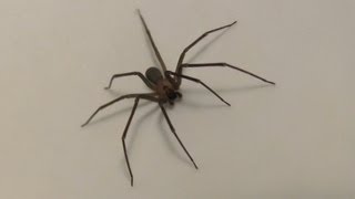 Brown Recluse spider HD closeup footage [upl. by Alyel]