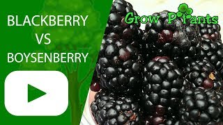 Blackberry VS Boysenberry  What is better to grow [upl. by Freddi]