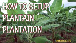 How to set up Plaintain Plantation Part 1 [upl. by Alesig522]