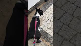 Reverse Sneezeing  Boston Terrier [upl. by Worrad]