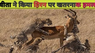 cheetah dengrous and hunting animal amitdevkush33 [upl. by Ytirehc227]