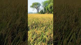 ricefield [upl. by Amehr]