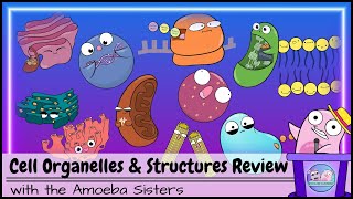 Cell Organelles and Structures Review [upl. by Good]