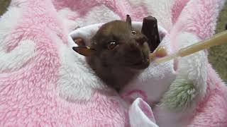 Bat Injured on Barbed Wire Fence Enjoys Smoothie at Sanctuary [upl. by Meredithe]