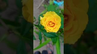 Yellow Rose [upl. by Gnad]