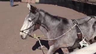 Surcingle Training for Mules and Donkeys — Live Demonstration [upl. by Nevyar]