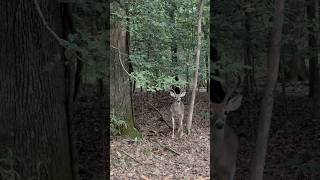 Last days of summer in Hochatown on the Mountain Fork River brokenbow deer oklahoma hochatown [upl. by Larochelle]