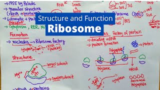 Ribosome Structure and Function  What is a Ribosomes [upl. by Edwina]