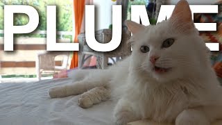 PLUME LANGORA TURC  PAROLE DE CHAT [upl. by Ikuy85]